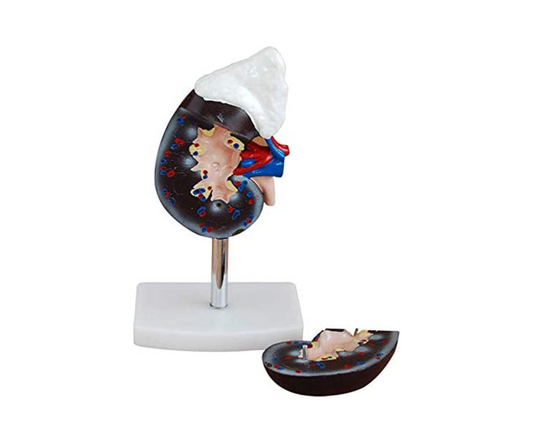 Adrenal Gland Anatomy Model – Life-Size Educational Display Halley Medical Supplies Ltd.