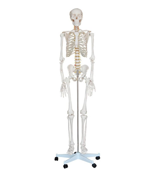 Life-Size Skeleton 180cm Tall Anatomical Human Model Halley Medical Supplies Ltd.
