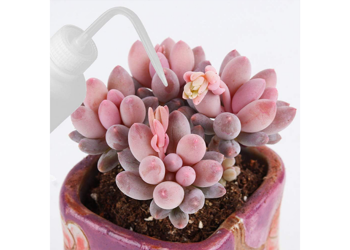 WANGZAIZAI 3-Pack 250ml Transparent Plastic Squeeze Bottles – Ideal for watering plants, washing, spraying, and lab use. Easy to squeeze, leak-proof design.