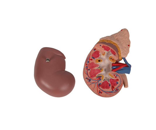 Adrenal Gland Anatomy Model – Life-Size Educational Display Halley Medical Supplies Ltd.