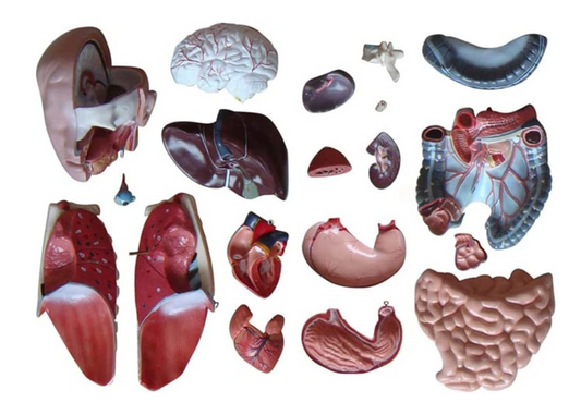 85CM Sexless Torso 20 Parts Anatomical Human Model