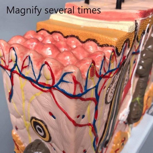 Anatomical model of human skin showing hair follicles, sweat glands, and blood vessels, with color-coded sections.