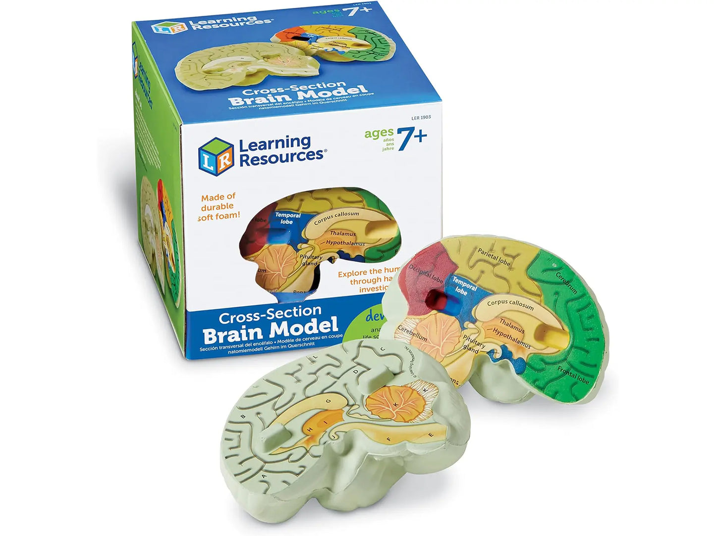 Cross-section Brain Model, 2 Piece, Color Coded, Ages 7+