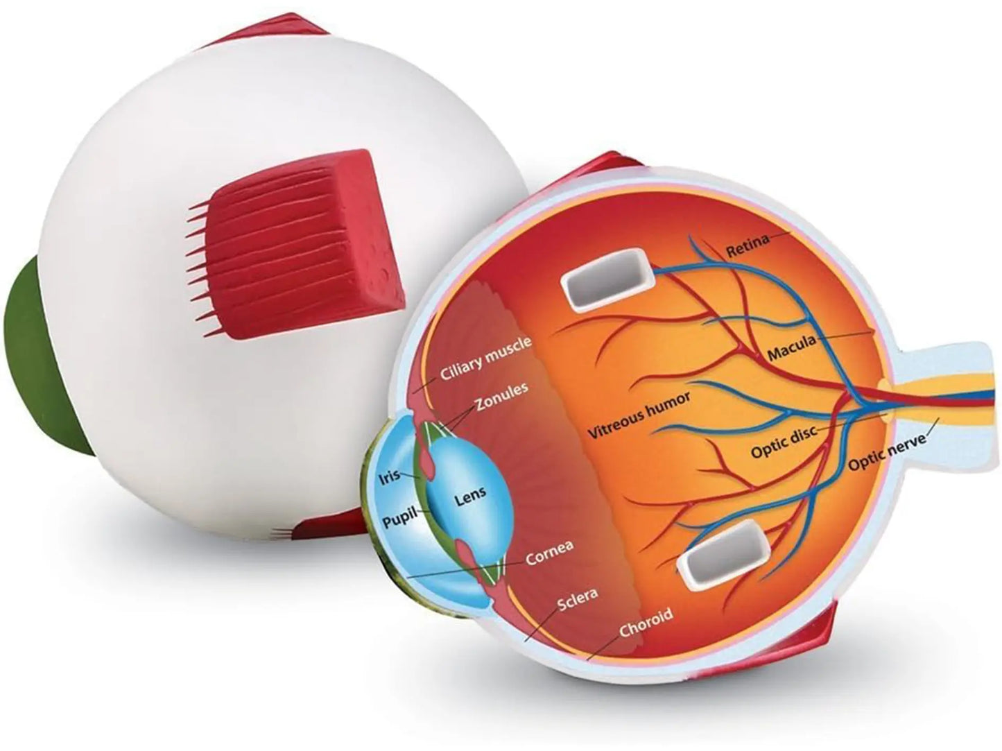 Cross-Section Human Eye Model, Biology, Scientific Vocabulary, Classroom Accessories, Measures 5″ in diameter. Grades 2+, Ages 7+