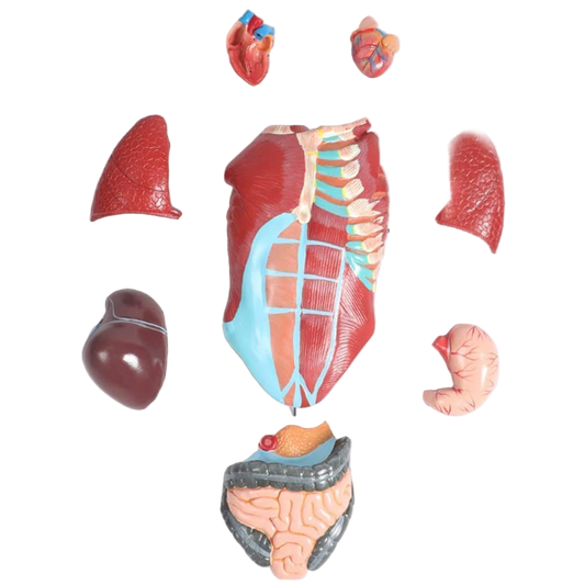 Halley Medical Supplies Educational Model Torso Anatomical Model Torso Model with Detachable 27 Parts Human Muscle Anatomy Model Anatomical Torso Model for school
