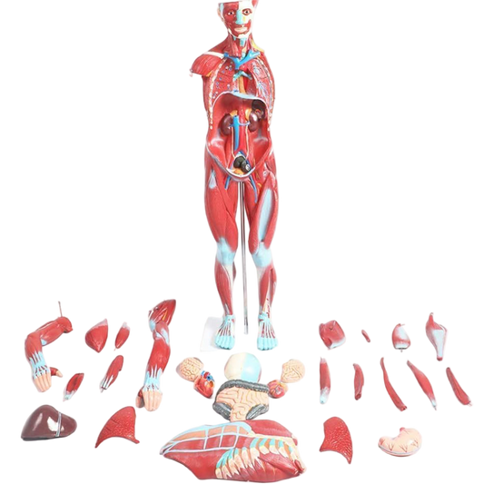 Life-sized anatomical torso model with 27 detachable parts laid out on a white background, predominantly red and blue to indicate different anatomical structures.