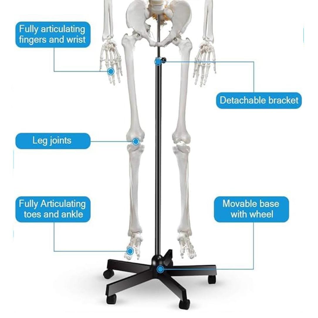 Anatomical model of a human skeleton with labeled features on a white background.