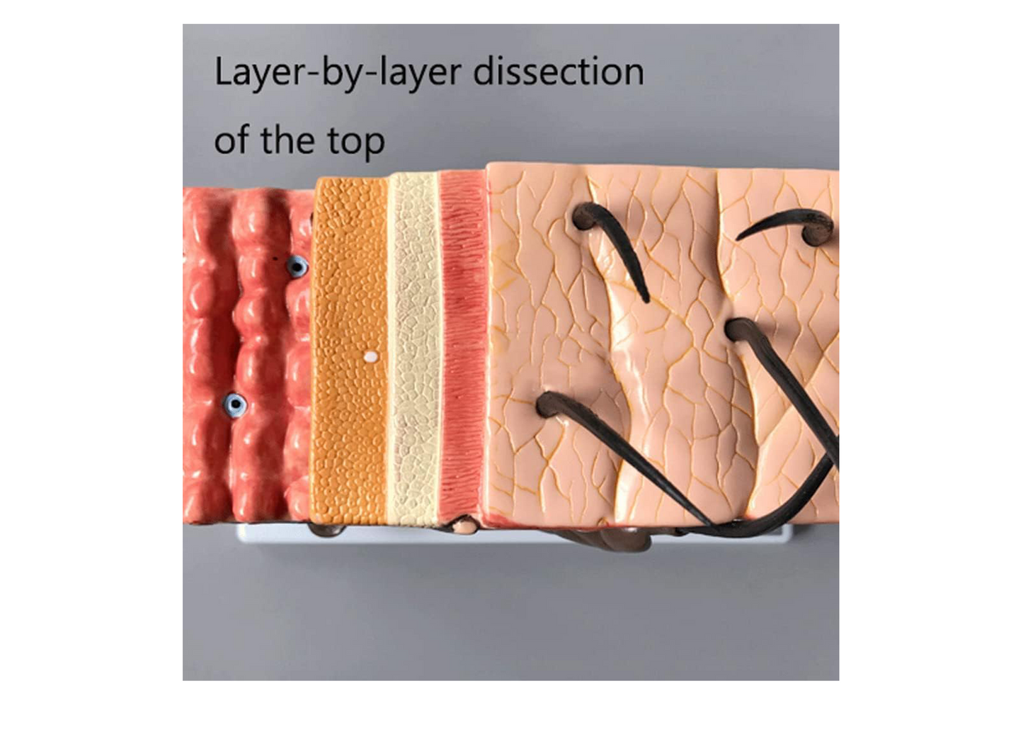Halley Medical Supplies Human Skin Anatomy Model 70x Enlarged Hair Follicle Teaching Model Human Organ Model Colorful Skin Medical Model for Learning
