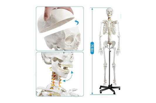 AKM Human Skeleton Model, Anatomical Skeleton life size 180 cm Including with Rolling Stand for Medical Study + Cover