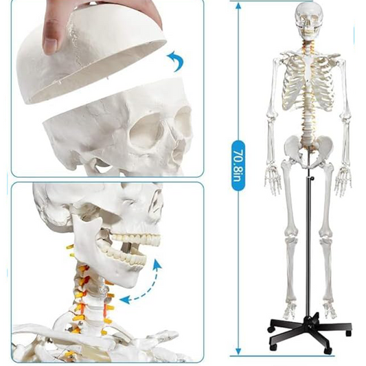 Life-size human skeleton model with rolling stand and a cover, displayed in anatomical position and close-up views of skull and spine.