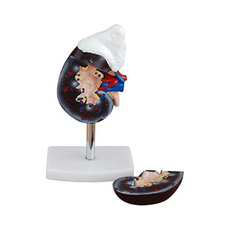 Adrenal Gland Anatomy Model – Life-Size Educational Display