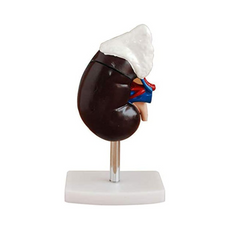 Adrenal Gland Anatomy Model – Life-Size Educational Display