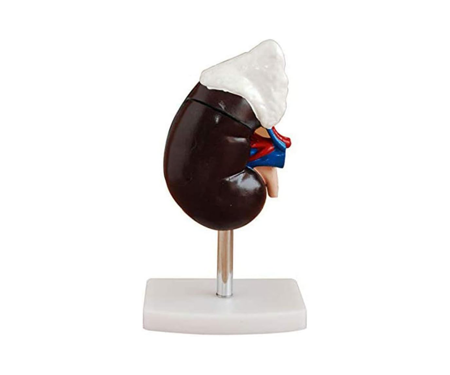 Adrenal Gland Anatomy Model – Life-Size Educational Display