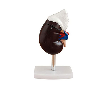 Adrenal Gland Anatomy Model – Life-Size Educational Display