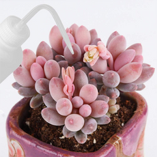 3-Pack 250ml Transparent Plastic Squeeze Bottles – Ideal for watering plants, washing, spraying, and lab use. Easy to squeeze, leak-proof design.