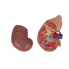 Adrenal Gland Anatomy Model – Life-Size Educational Display
