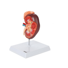 Adrenal Gland Anatomy Model – Life-Size Educational Display