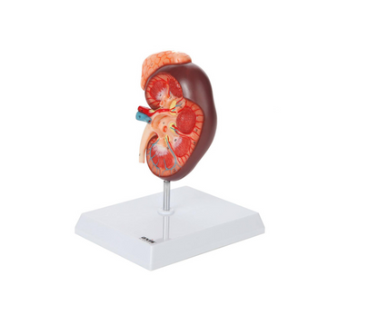 Adrenal Gland Anatomy Model – Life-Size Educational Display