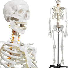 Halley Medical Supplies Human Skeleton Model, Anatomical Skeleton life size 180 cm Including with Rolling Stand for Medical Study + Cover