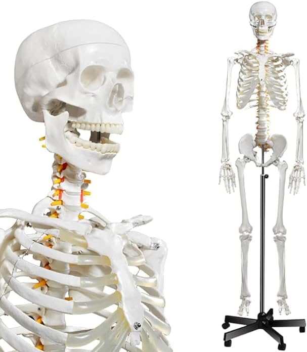 Halley Medical Supplies Human Skeleton Model, Anatomical Skeleton life size 180 cm Including with Rolling Stand for Medical Study + Cover