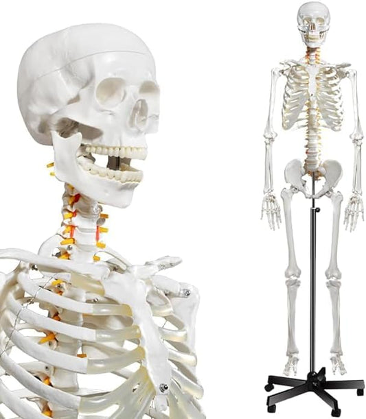 Halley Medical Supplies Human Skeleton Model, Anatomical Skeleton life size 180 cm Including with Rolling Stand for Medical Study + Cover