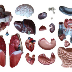 85CM Sexless Torso 20 Parts Anatomical Human Model