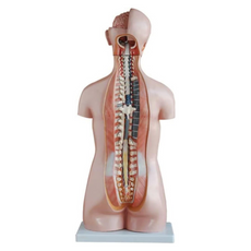 85CM Sexless Torso 20 Parts Anatomical Human Model