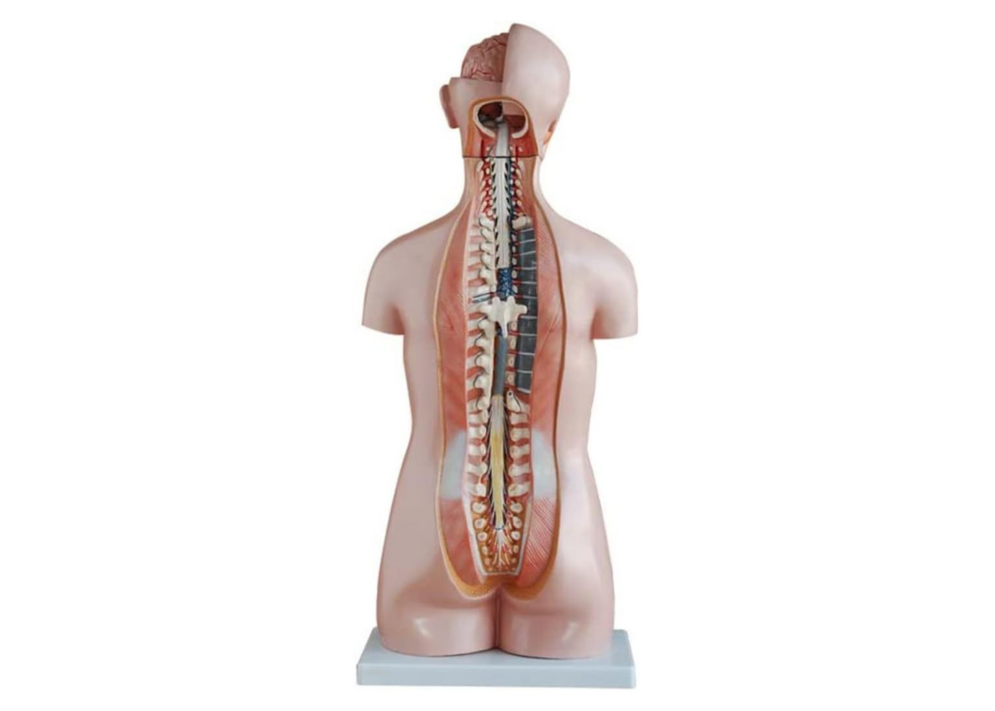85CM Sexless Torso 20 Parts Anatomical Human Model