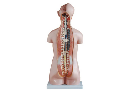 85CM Sexless Torso 20 Parts Anatomical Human Model