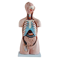 85CM Sexless Torso 20 Parts Anatomical Human Model