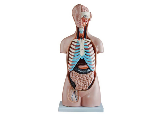 85CM Sexless Torso 20 Parts Anatomical Human Model