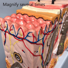 Anatomical model of human skin showing hair follicles, sweat glands, and blood vessels, with color-coded sections.