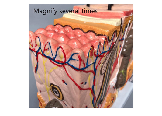 GeRRiT Human Skin Anatomy Model 70x Enlarged Hair Follicle Teaching Model Human Organ Model Colorful Skin Medical Model for Learning