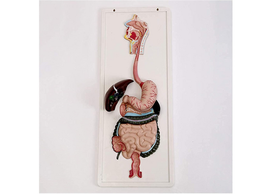 ZJCQA Skeleton Model, Human Digestive System - Digestive System