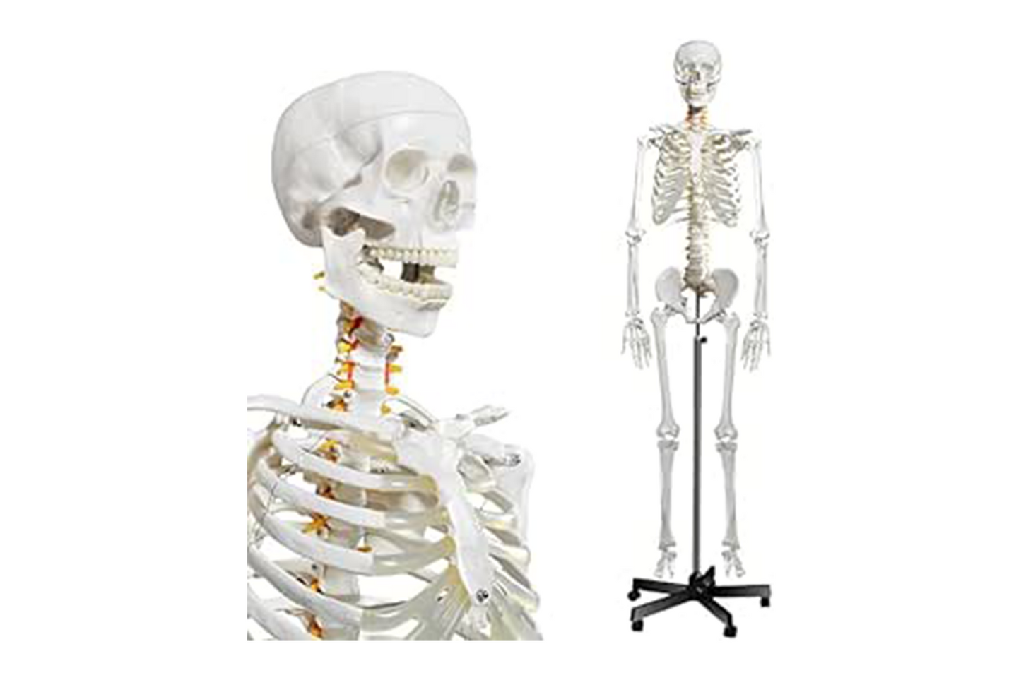 AKM Human Skeleton Model, Anatomical Skeleton life size 180 cm Including with Rolling Stand for Medical Study + Cover