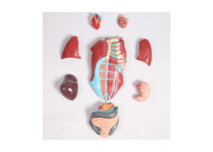 TEmkin Educational Model Torso Anatomical Model Torso Model with Detachable 27 Parts Human Muscle Anatomy Model Anatomical Torso Model for school