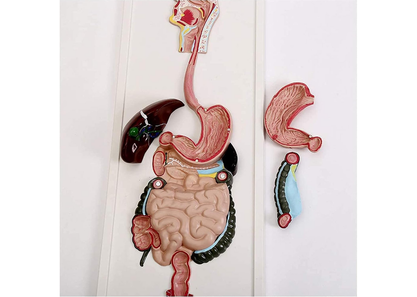 ZJCQA Skeleton Model, Human Digestive System - Digestive System