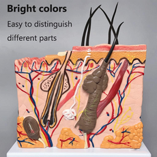 Halley Medical Supplies Human Skin Anatomy Model 70x Enlarged Hair Follicle Teaching Model Human Organ Model Colorful Skin Medical Model for Learning