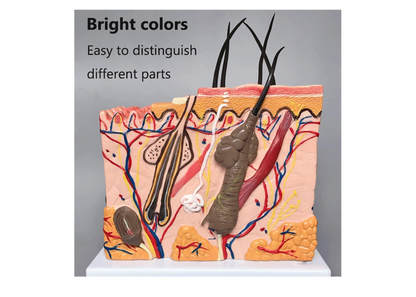 GeRRiT Human Skin Anatomy Model 70x Enlarged Hair Follicle Teaching Model Human Organ Model Colorful Skin Medical Model for Learning