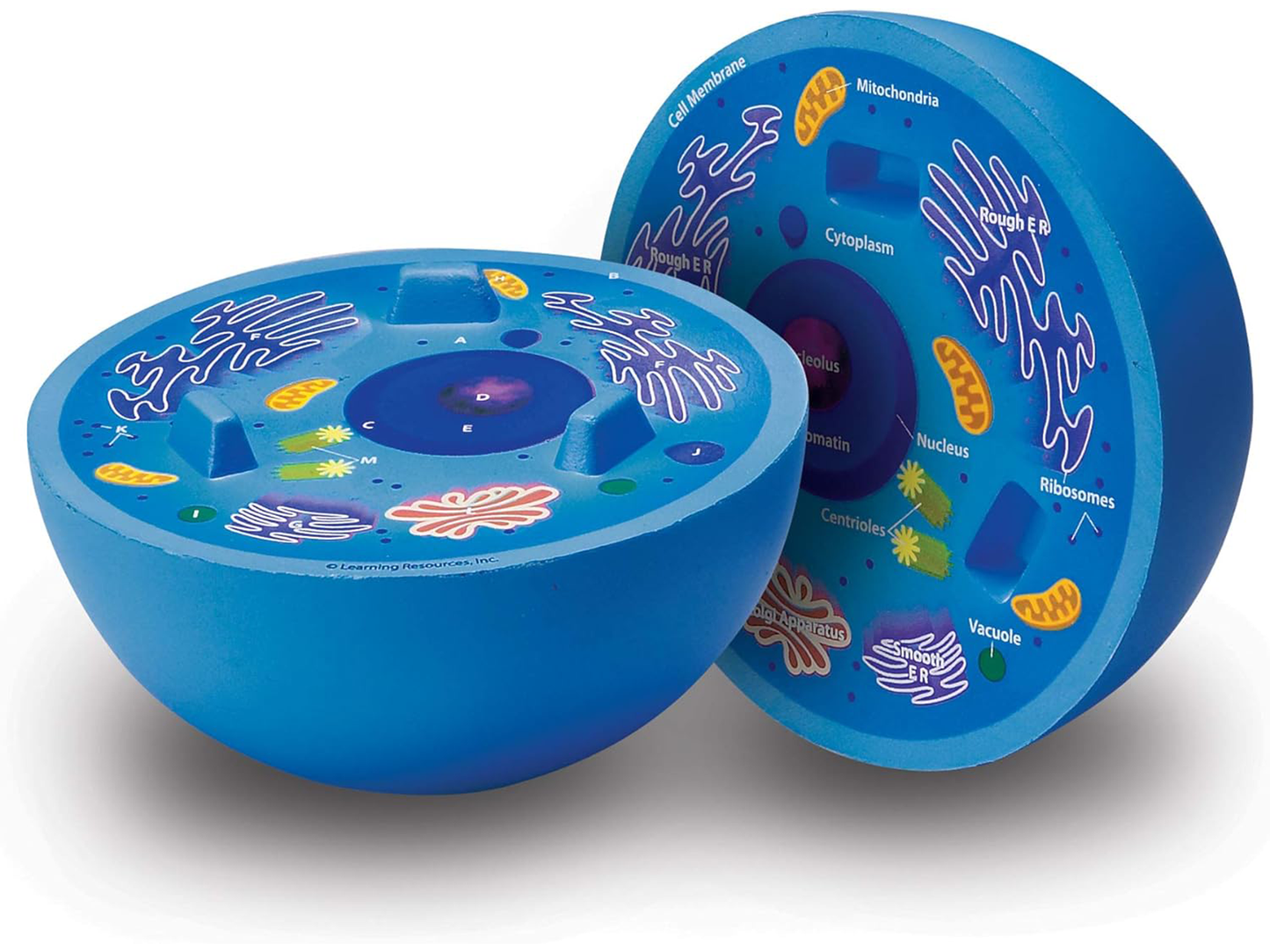 Cross-Section Animal Cell Model