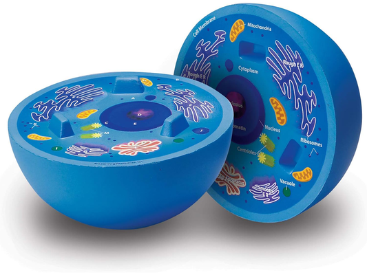 Cross-Section Animal Cell Model