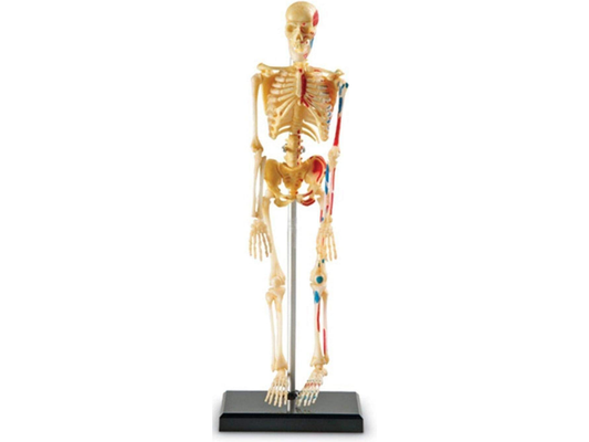 Skeleton Model, Miniature Model, Easy to Manipulate, 41-Piece Model, Ages 8+ Multi-color, 9.2 inches tall