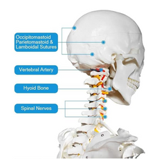 Anatomical diagram of a skull and neck with labeled parts.