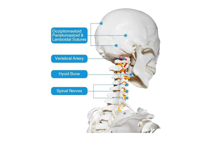 AKM Human Skeleton Model, Anatomical Skeleton life size 180 cm Including with Rolling Stand for Medical Study + Cover