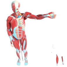 Halley Medical Supplies Educational Model Torso Anatomical Model Torso Model with Detachable 27 Parts Human Muscle Anatomy Model Anatomical Torso Model for school