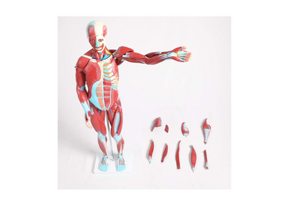TEmkin Educational Model Torso Anatomical Model Torso Model with Detachable 27 Parts Human Muscle Anatomy Model Anatomical Torso Model for school