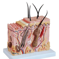 Halley Medical Supplies Human Skin Anatomy Model 70x Enlarged Hair Follicle Teaching Model Human Organ Model Colorful Skin Medical Model for Learning