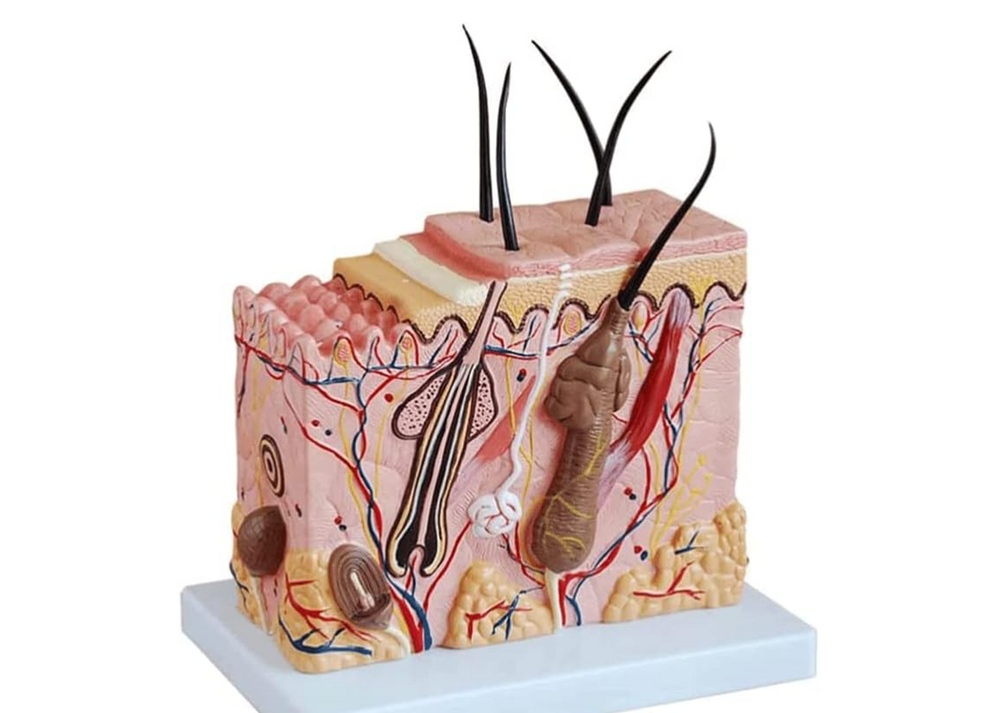GeRRiT Human Skin Anatomy Model 70x Enlarged Hair Follicle Teaching Model Human Organ Model Colorful Skin Medical Model for Learning