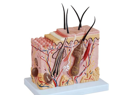 Halley Medical Supplies Human Skin Anatomy Model 70x Enlarged Hair Follicle Teaching Model Human Organ Model Colorful Skin Medical Model for Learning