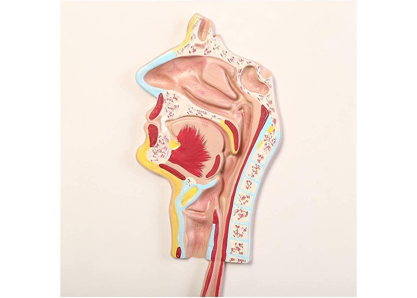 ZJCQA Skeleton Model, Human Digestive System - Digestive System